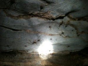 Cave Crickets covered the ceiling in most areas.
