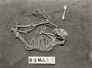 Dog Burial at the Ward Site (15McL11), McLean County, Kentucky, WPA/TVA Archives, presented courtesy of the William S. Webb Museum of Anthropology, University of Kentucky.