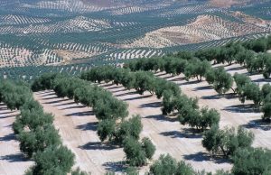 Olive trees near Jaen, Andalucia, Spain. http://marcanderson.photoshelter.com/image/I0000ps2XFwaSa6Q